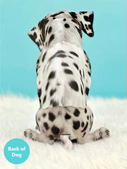 Dalmatian Pop-Up Card