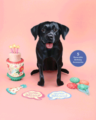 Birthday Black Lab Pop-Up Card