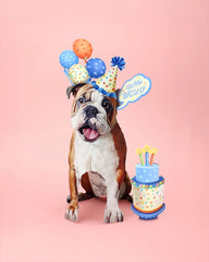 Birthday English Bulldog Pop-Up Card