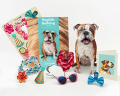 English Bulldog Pop-Up Card