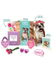 Mother's Day English Bulldog Pop-Up Card