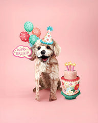 Birthday Poodle Pop-Up Card