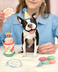 Birthday Boston Terrier Pop-Up Card