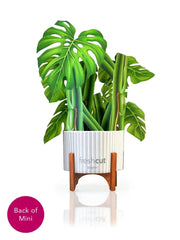 Mini Monstera Pop-Up Card