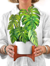 Monstera Plant