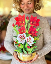 Christmas Scarlet Amaryllis