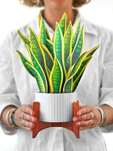 Snake Plant