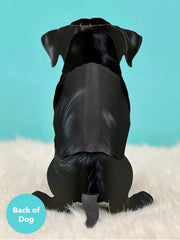 Black Lab Pop-Up Card