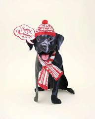 Holiday Black Lab Pop-Up Card