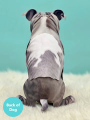 Pit Bull Pop-Up Card