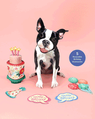 Birthday Boston Terrier Pop-Up Card