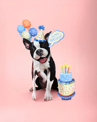 Birthday Boston Terrier Pop-Up Card