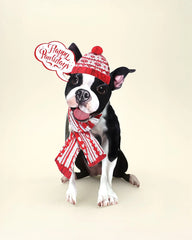 Holiday Boston Terrier Pop-Up Card