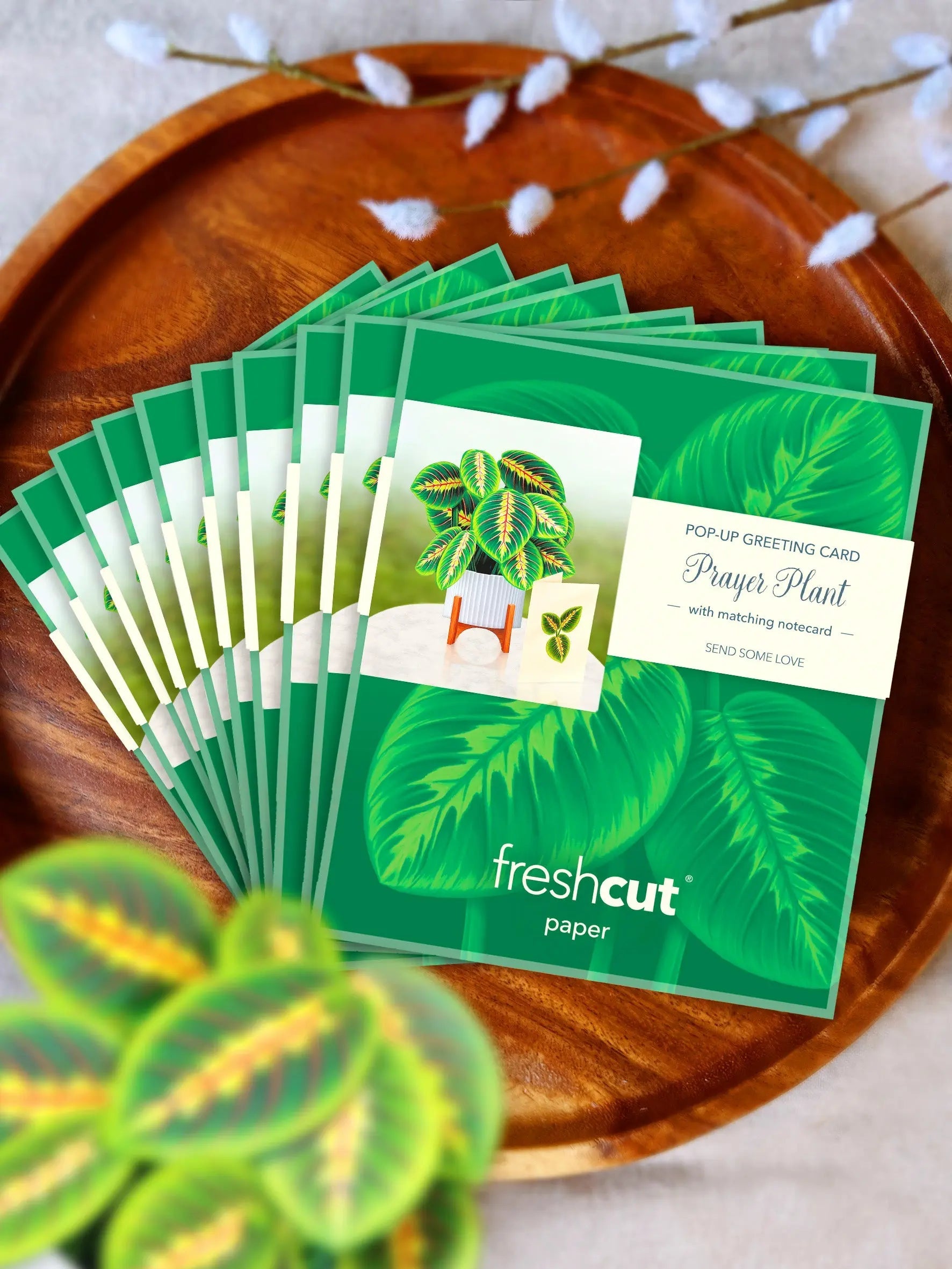 Mini Prayer Plant Pop-Up Card