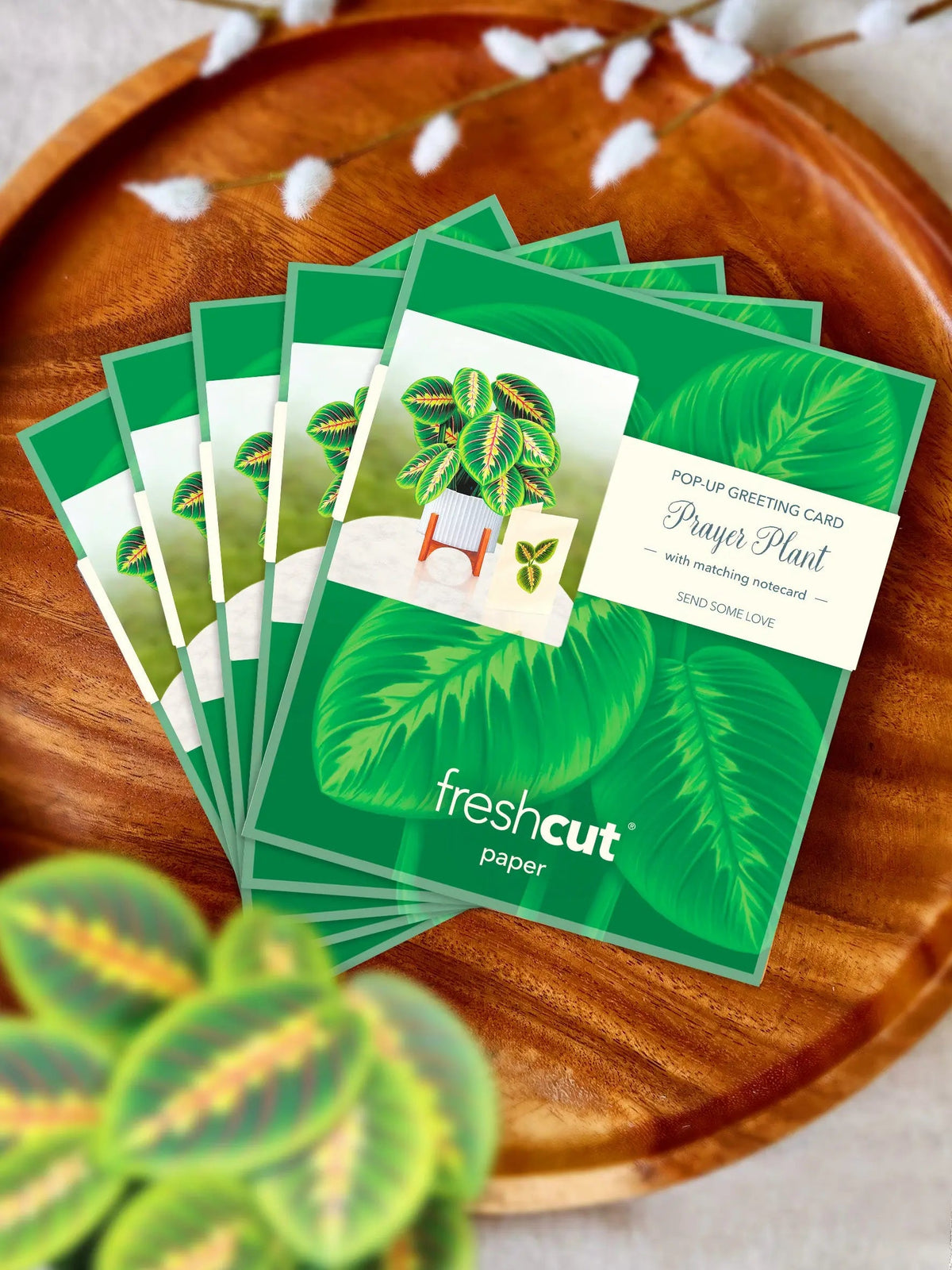 Mini Prayer Plant Pop-Up Card