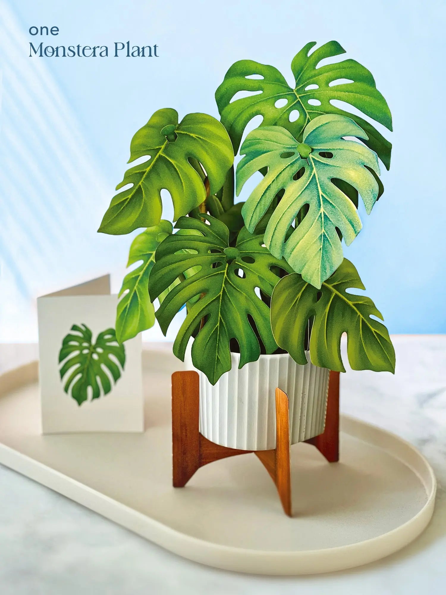 Classic Houseplants Bundle