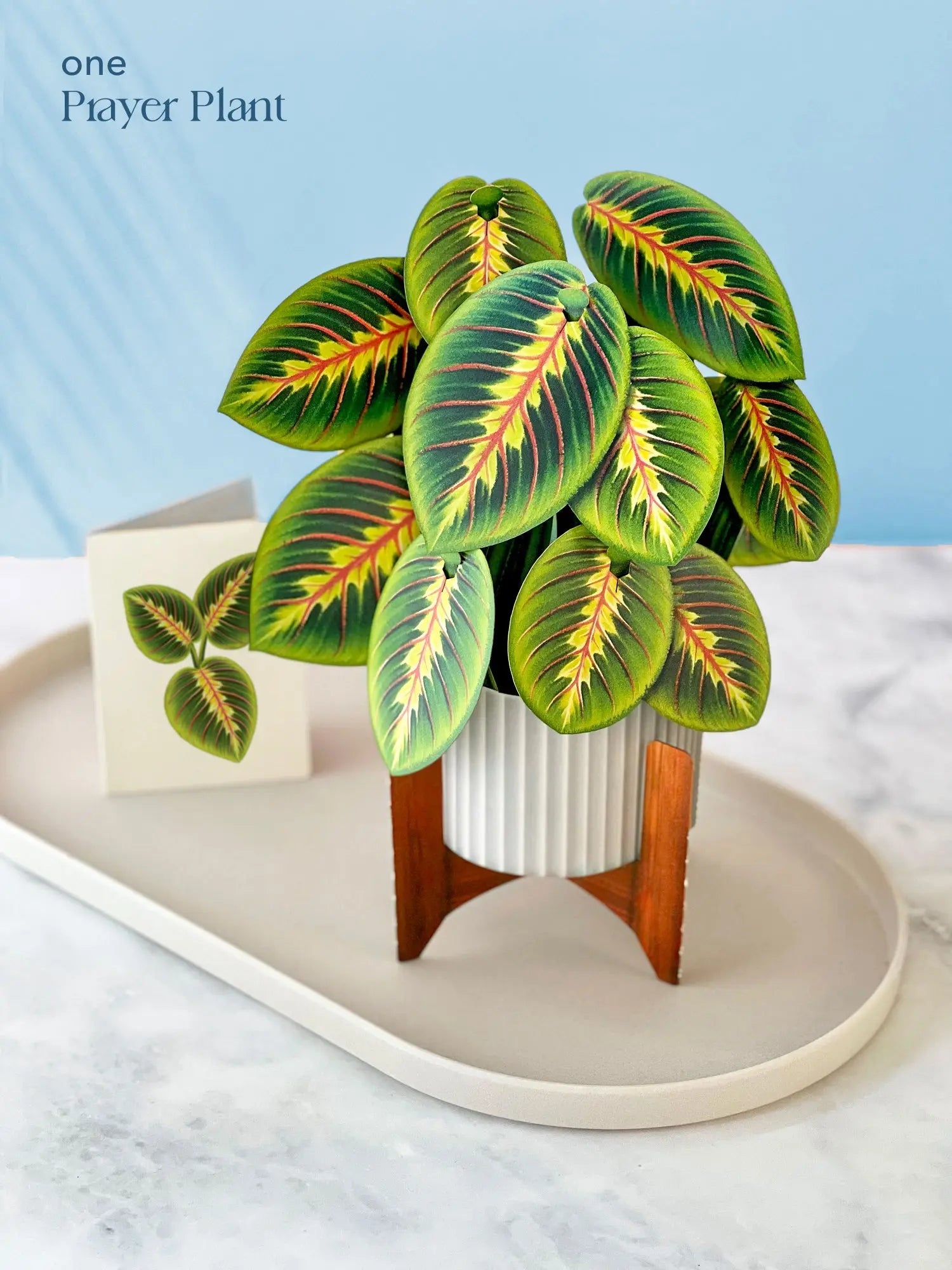 Classic Houseplants Bundle