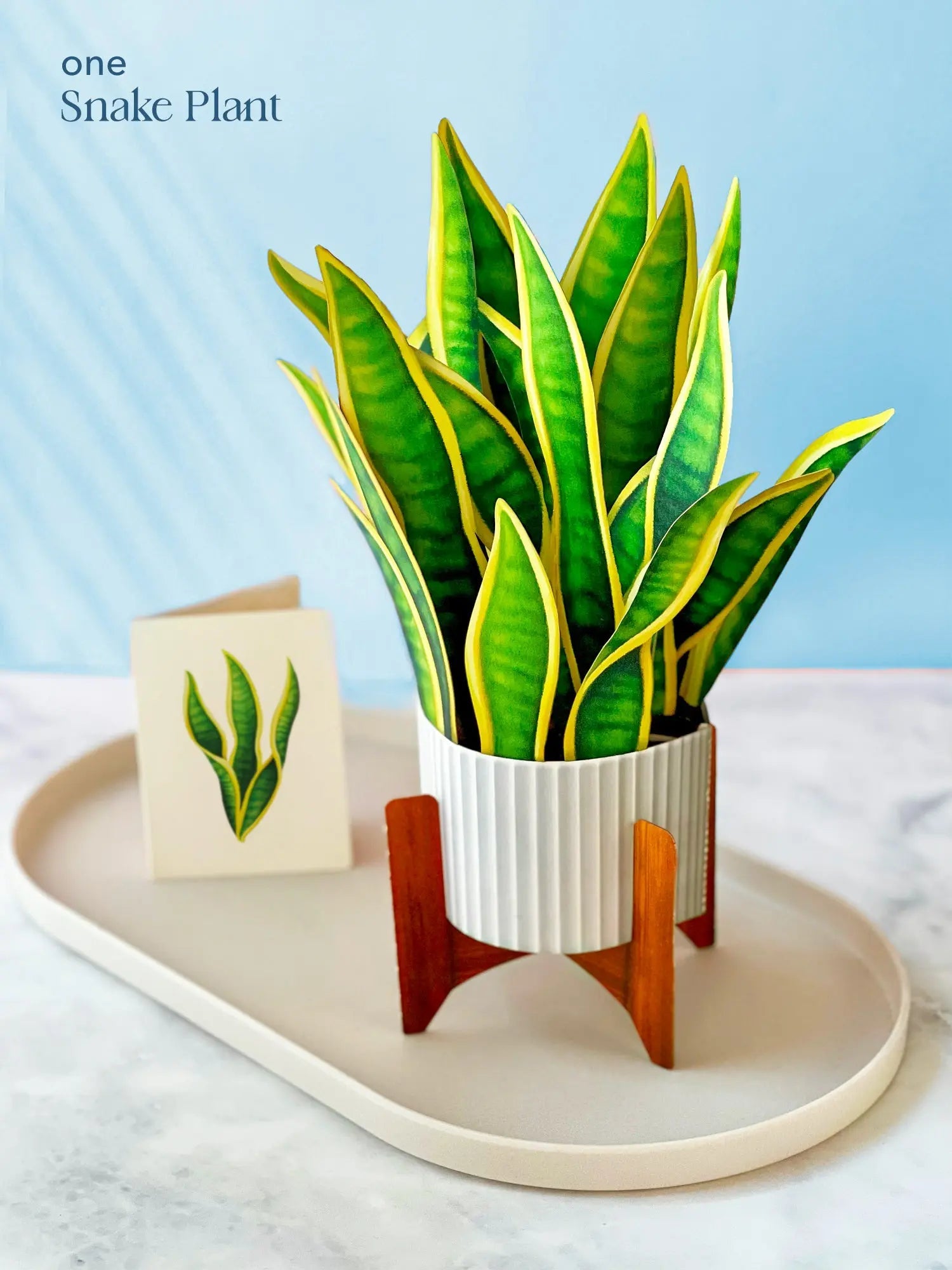 Classic Houseplants Bundle