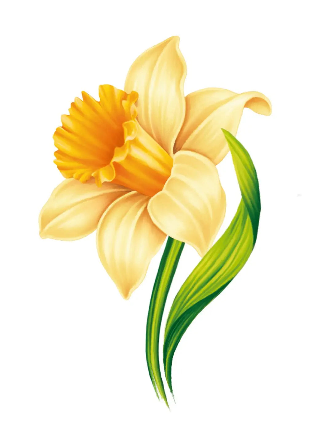 English Daffodil Card