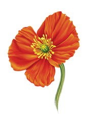 French Poppy Card