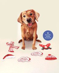 Holiday Golden Retriever Pop-Up Card