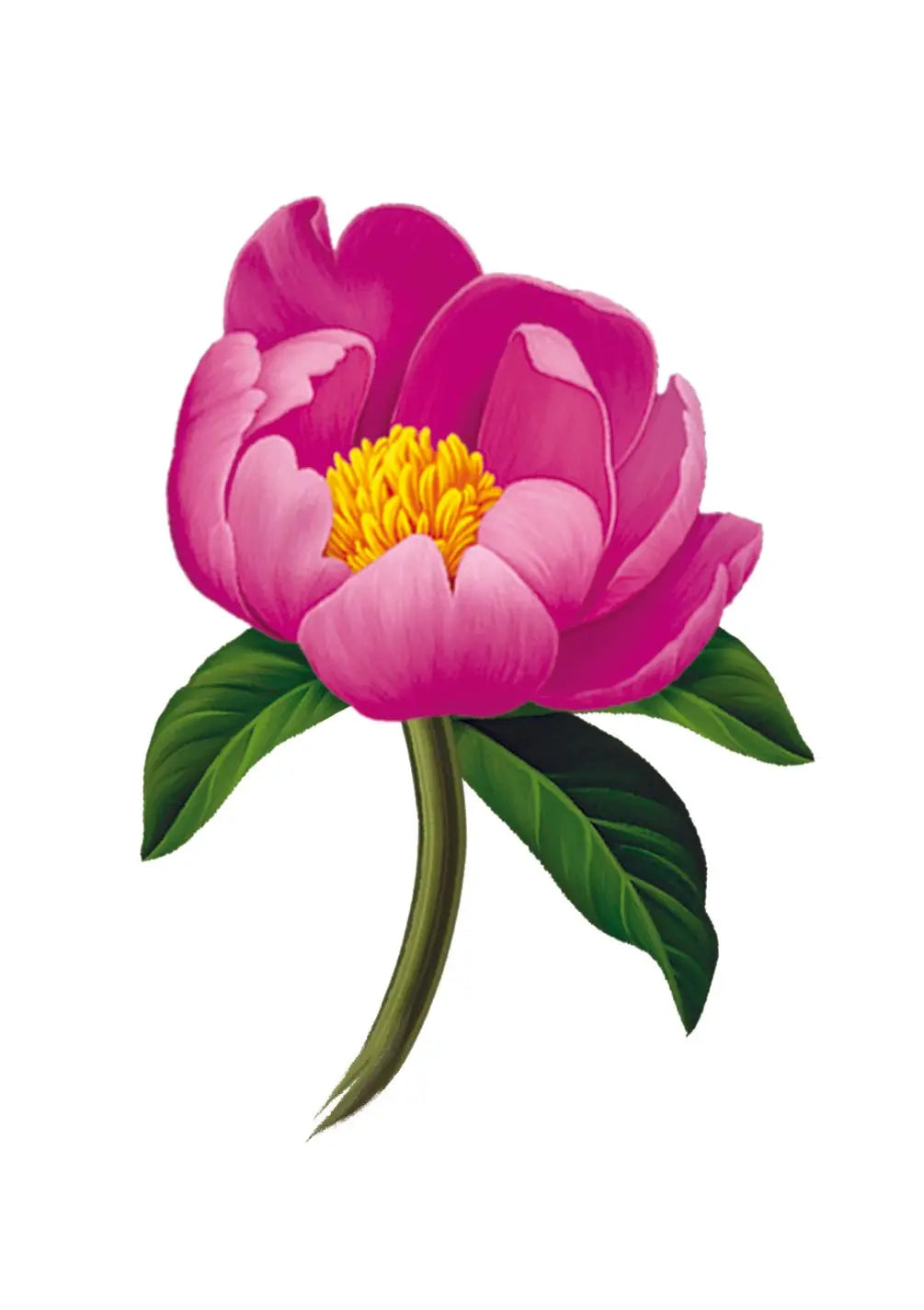 Grande Peony Paradise Card