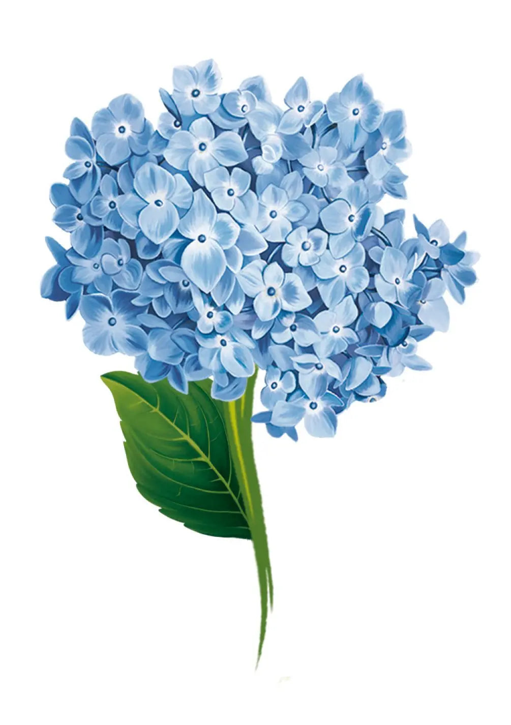 Hydrangea Card