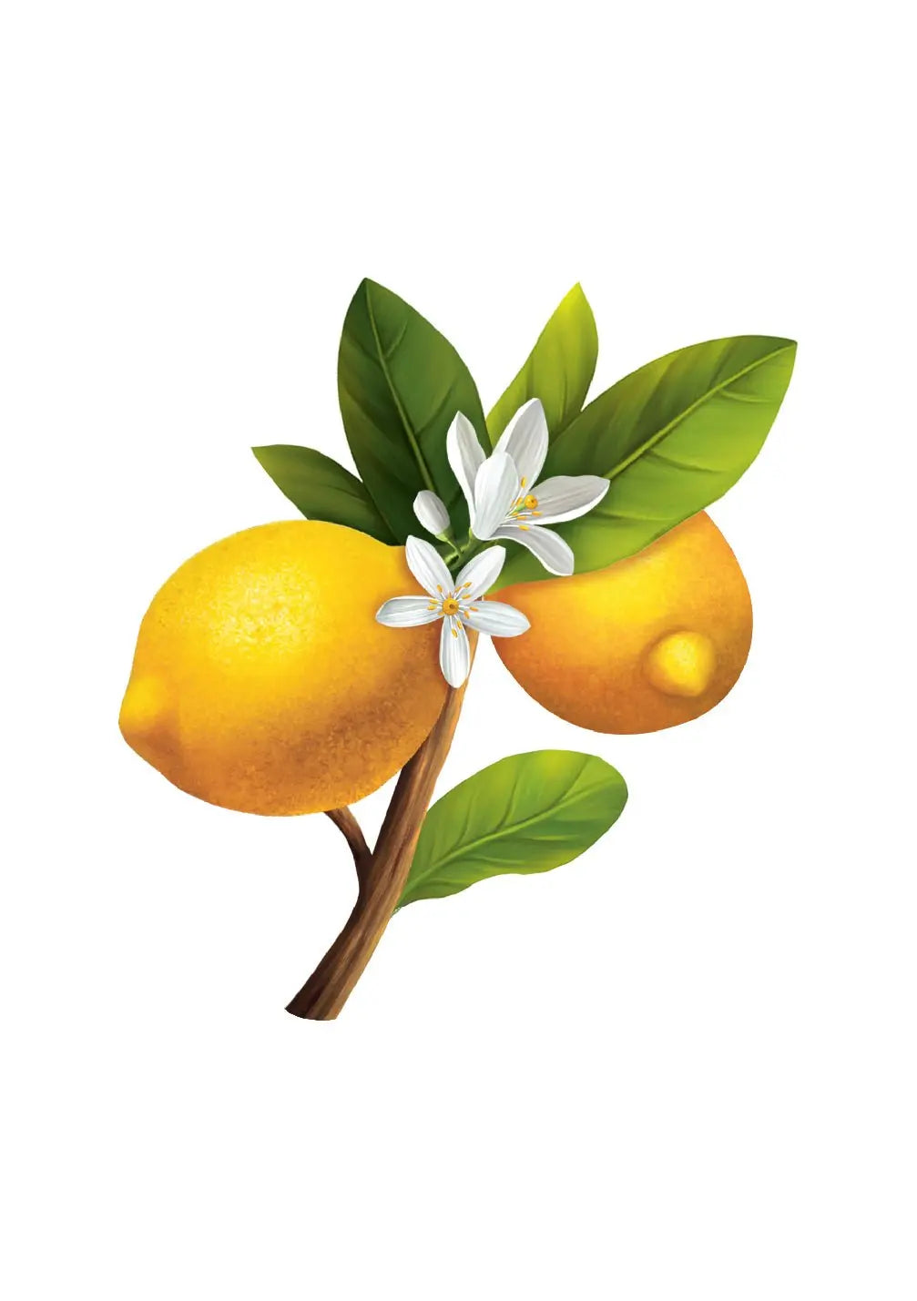Lemon Blossom Card