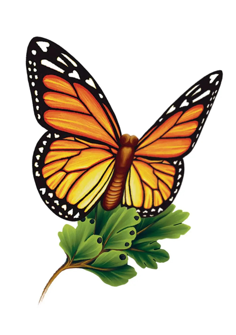 Monarch Butterfly Card