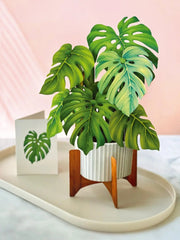 Monstera Plant