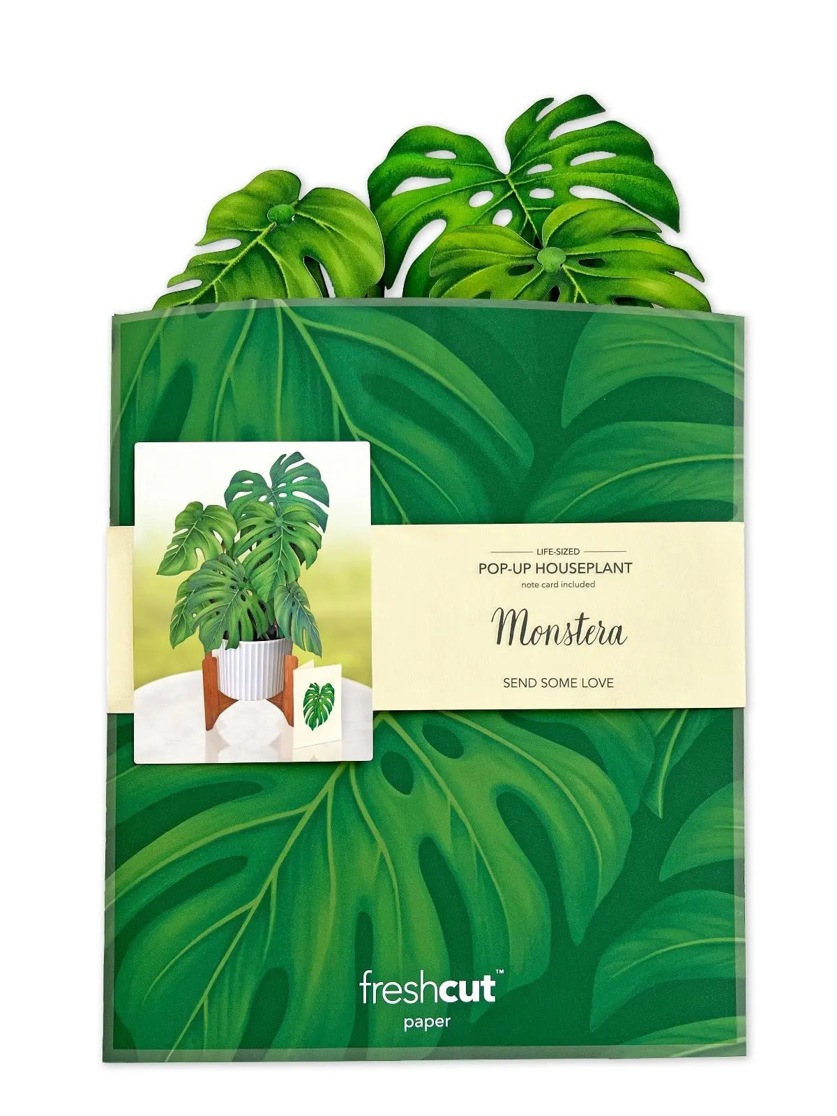 Monstera Plant