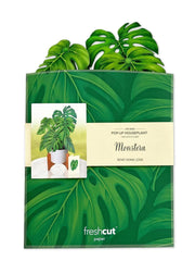 Monstera Plant