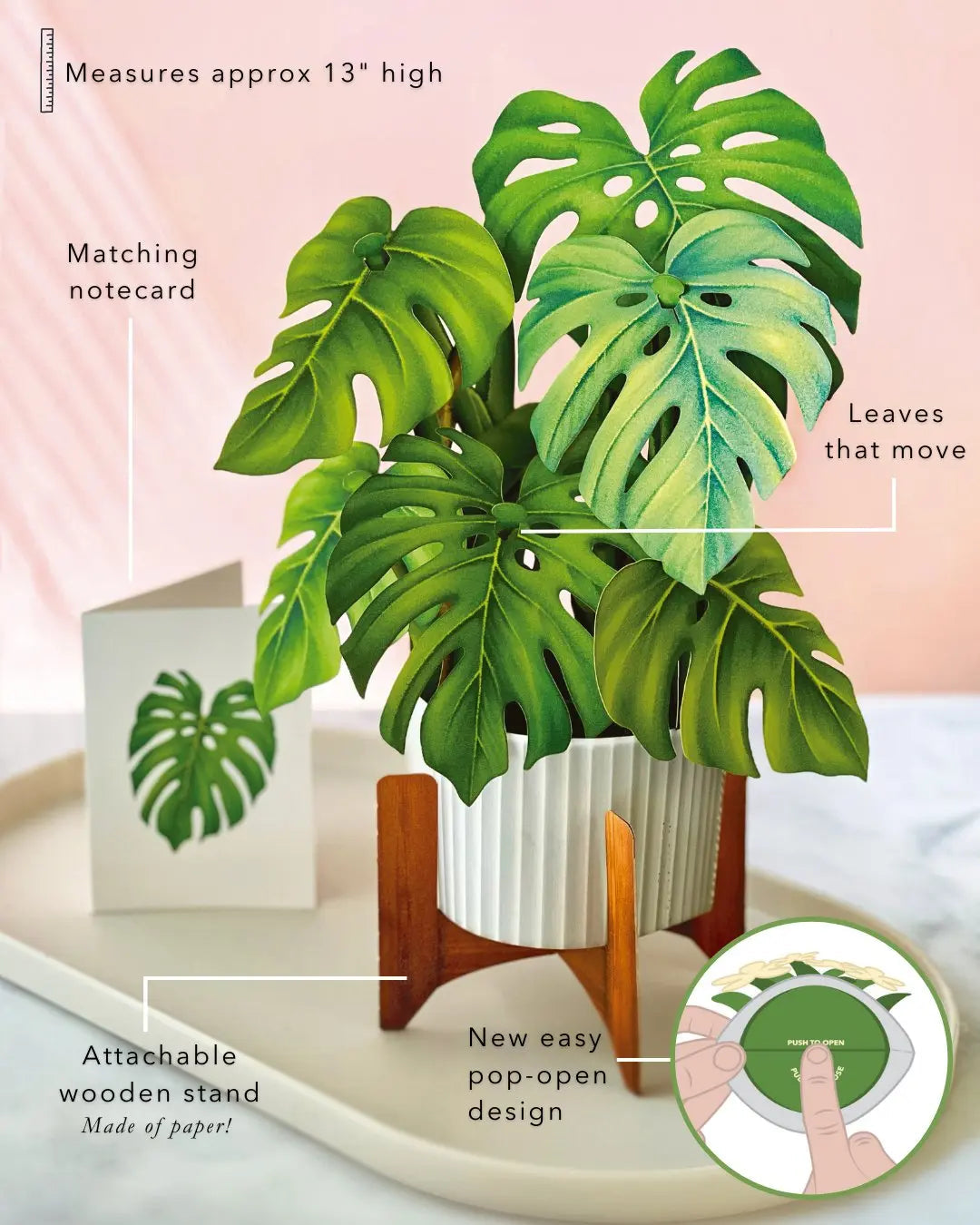 Monstera Plant
