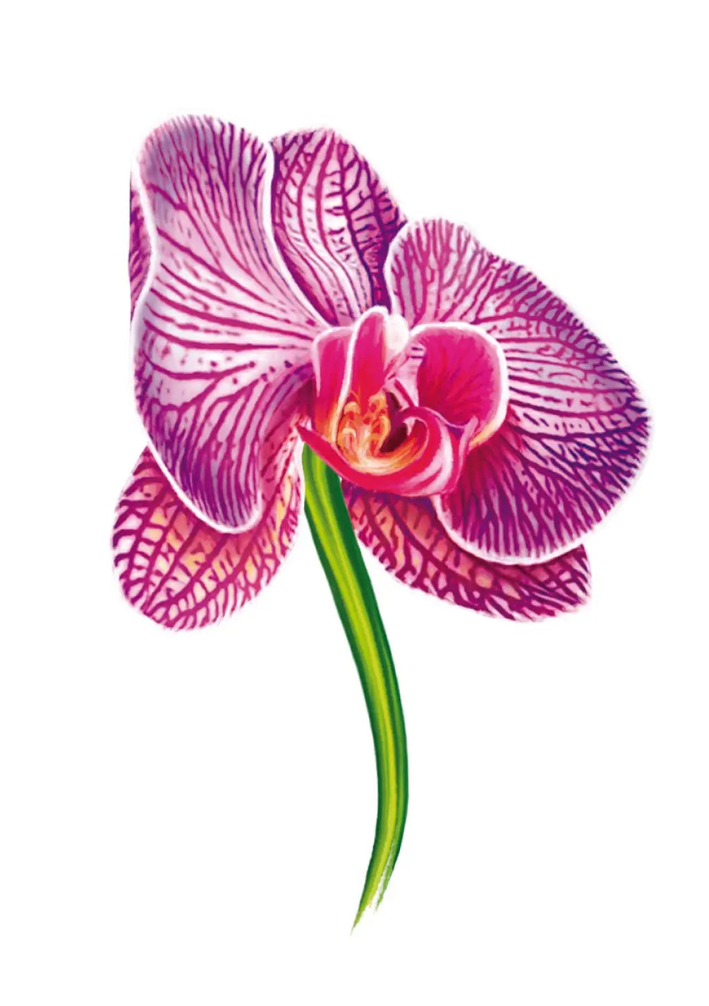 Purple Orchid Card