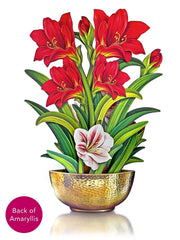 Christmas Scarlet Amaryllis