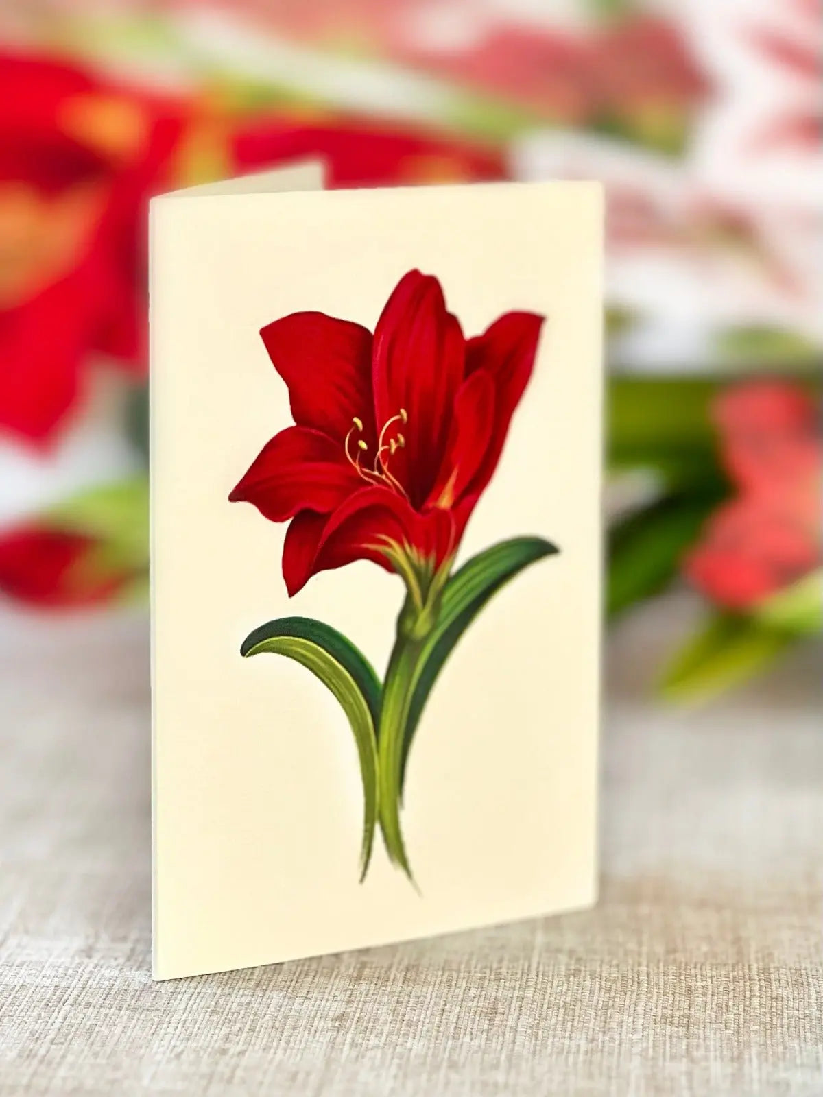 Christmas Scarlet Amaryllis