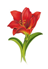 Scarlet Amaryllis Card