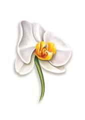 Serenity Orchid Card