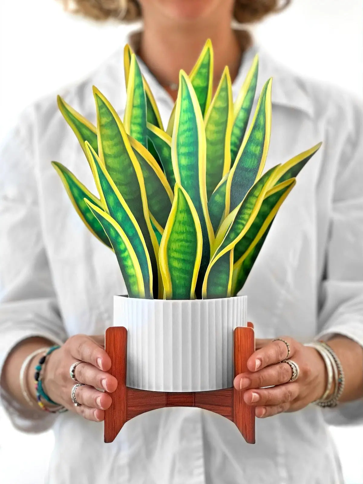 Snake Plant