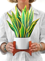 Snake Plant