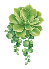 Succulent Card